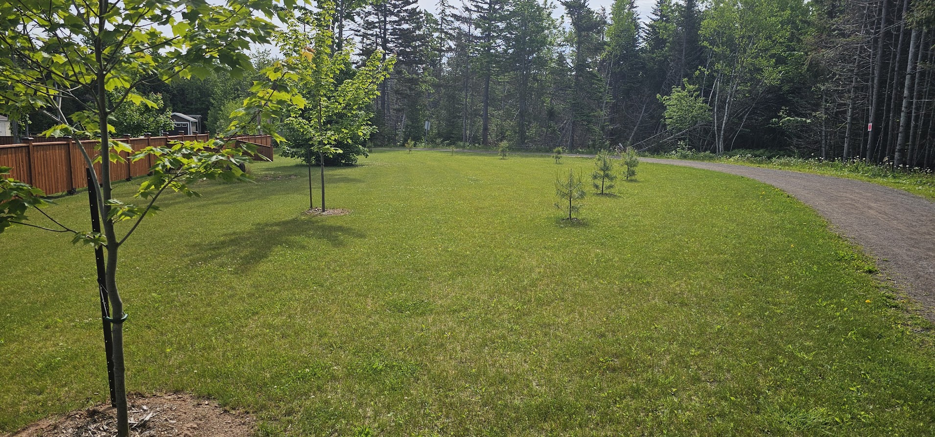 Les employés de Vision H2O entretiennent les arbres indigènes qu'ils ont plantés dans les espaces communautaires. 