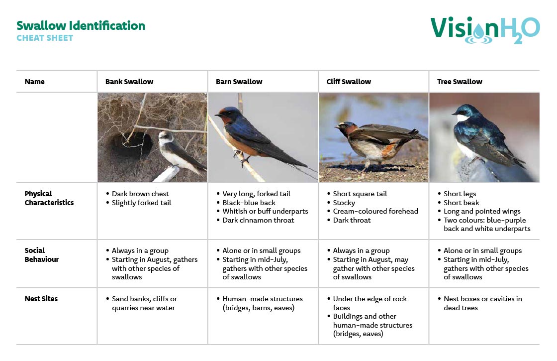 Swallow Identification Cheat Sheet