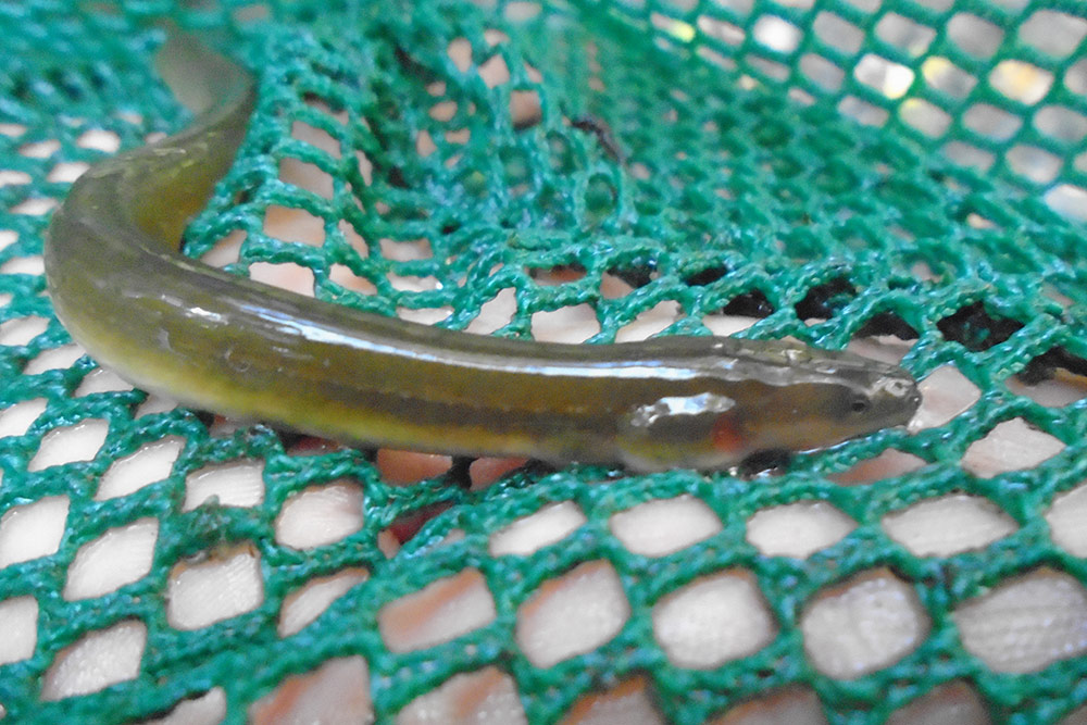 Anguille d’Amérique (Anguilla rostrata)