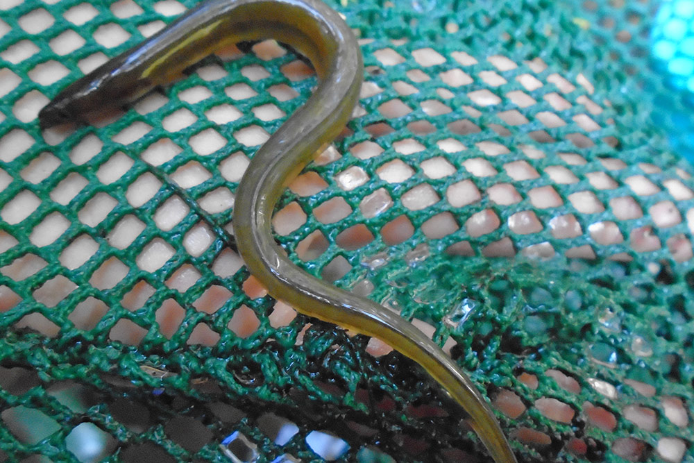 Anguille d’Amérique (Anguilla rostrata)
