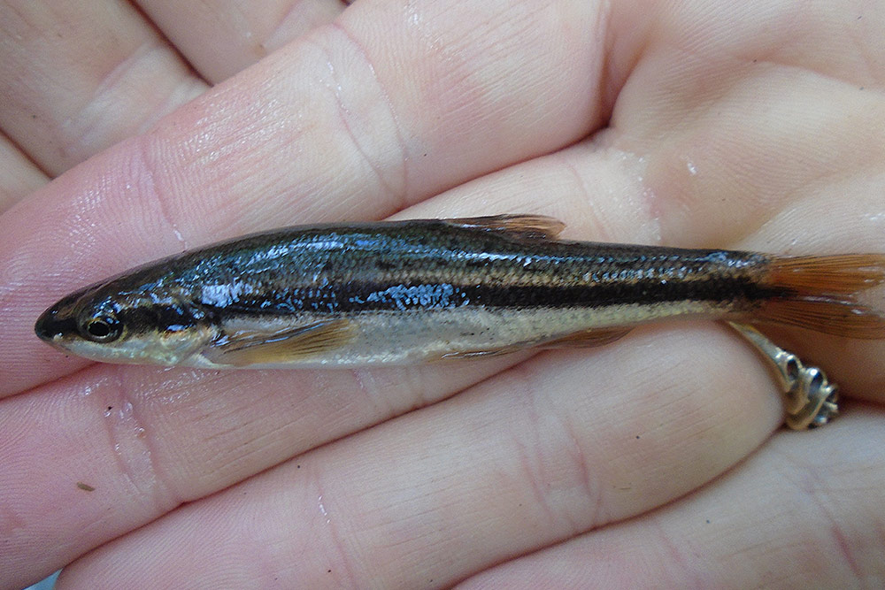 Naseux noir (Rhinichthys atratulus)