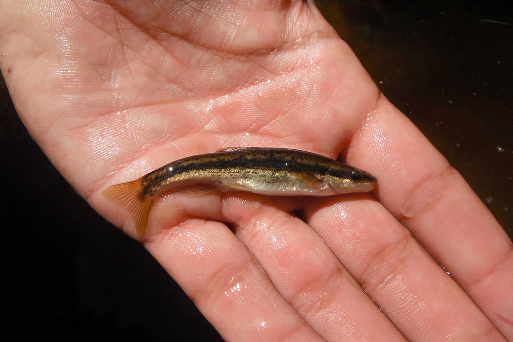 Naseux noir (Rhinichthys atratulus)