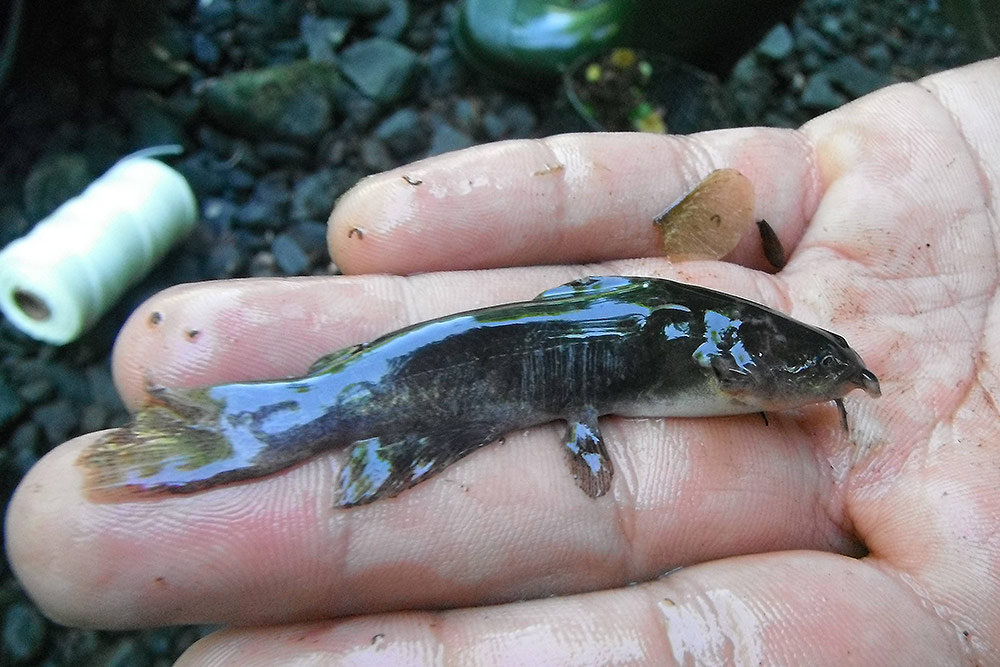 Barbotte brune (Ameiurus nebulosus)