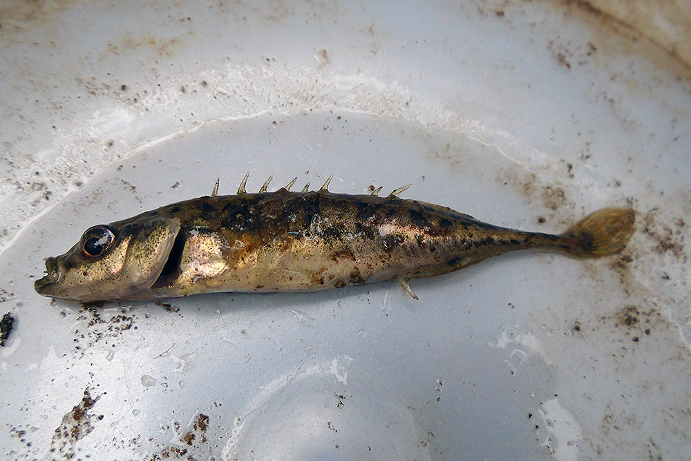 Épinoche à neuf épines (Pungitius pungitius)