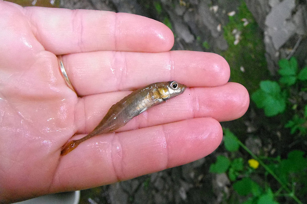 Épinoche à neuf épines (Pungitius pungitius)