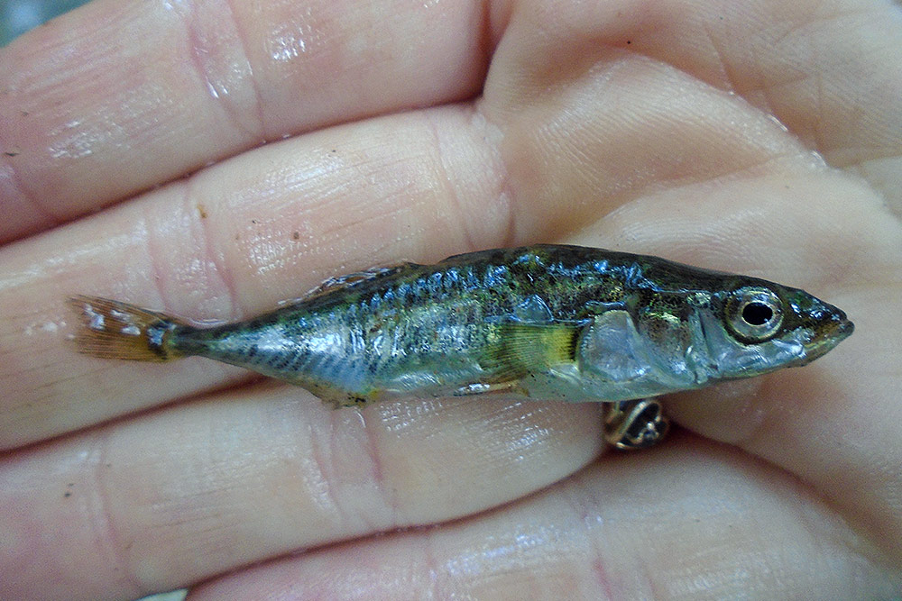 Épinoche à trois épines (Gasterosteus aculeatus)