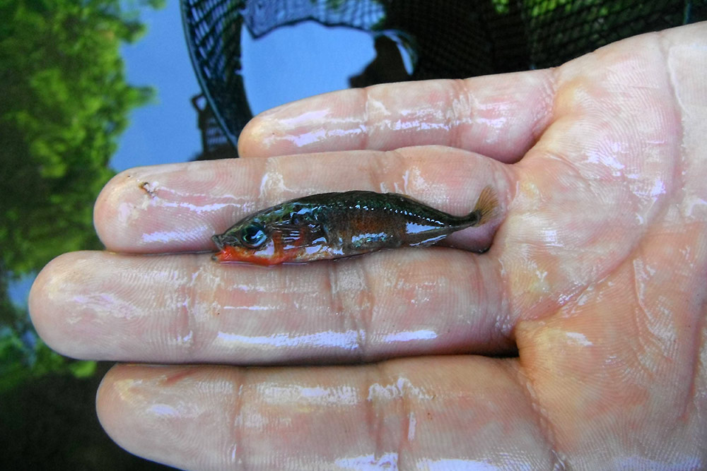 Épinoche à trois épines (Gasterosteus aculeatus)