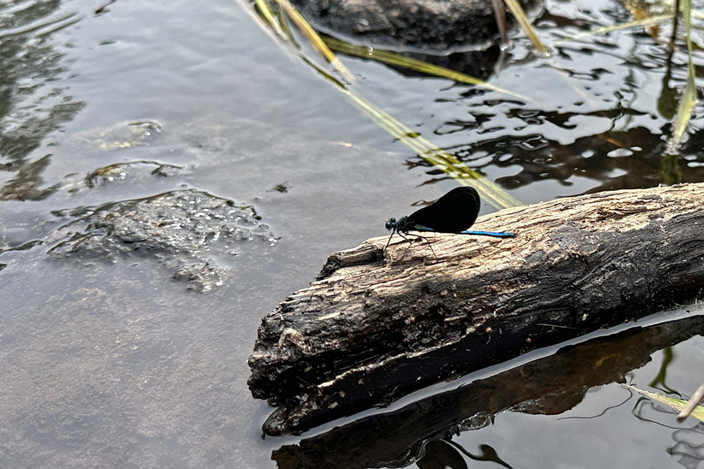 Végétation des cours d'eau