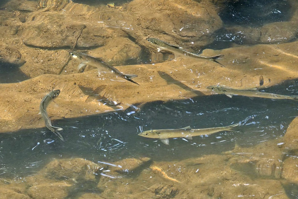 Poissons sous l'eau