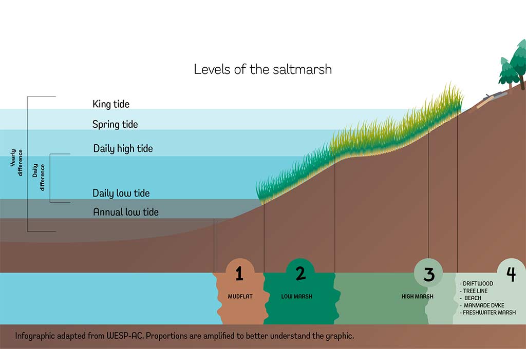 Levels of the saltmarsh