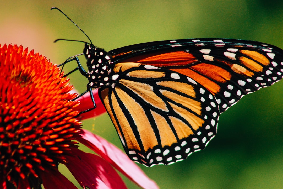 Plantes et pollinisateurs