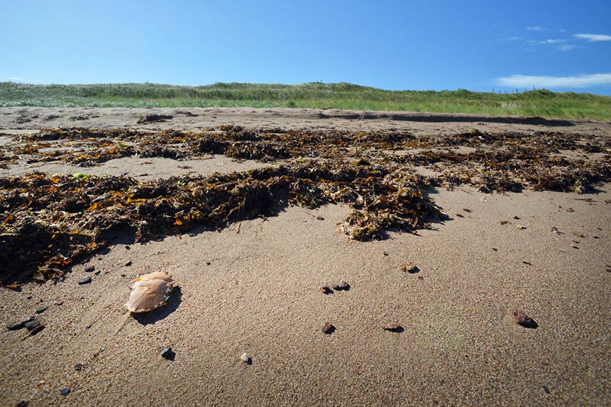La laisse (zostère, algues et débris) jouent leur rôle dans la stabilisation du littoral en contribuant à la formation des dunes.