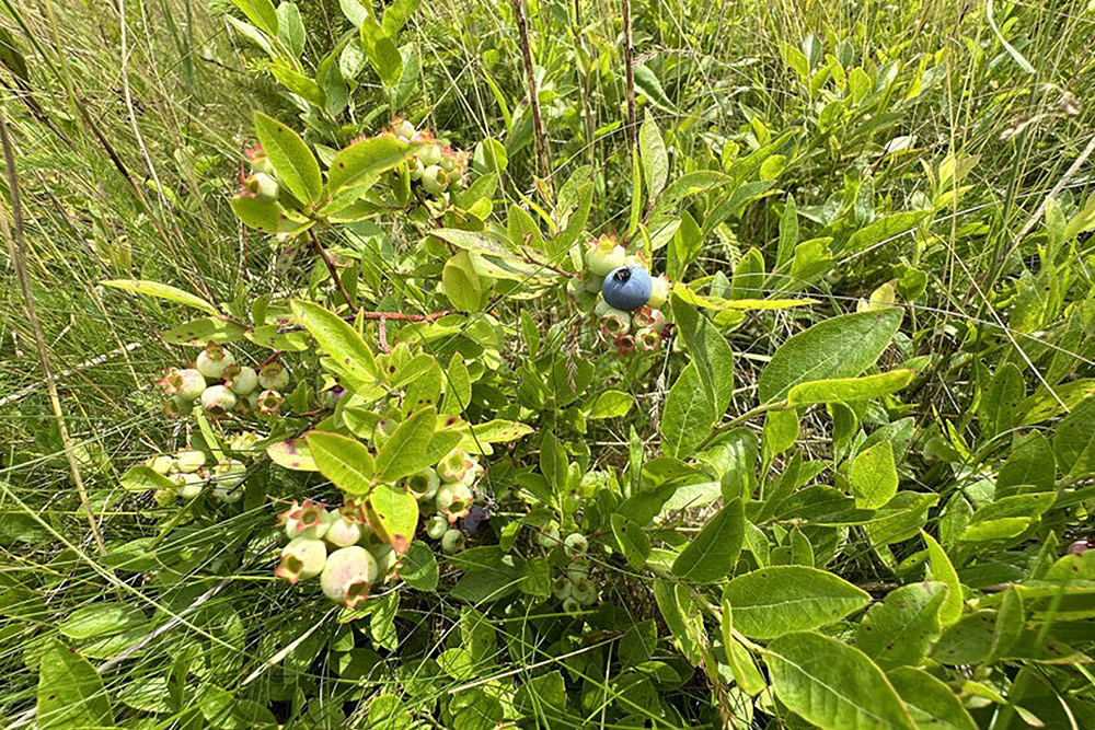 Bleuets à Bear Creek